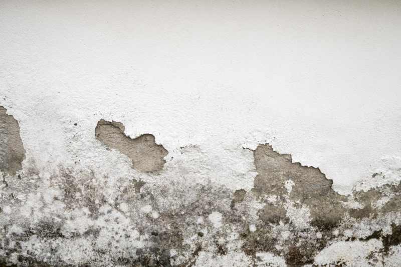 Wpływ domowej pleśni na nasze zdrowie – co warto wiedzieć